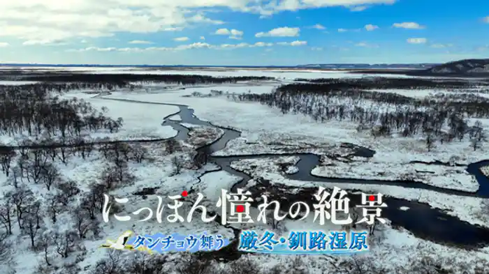 タンチョウ舞う 厳冬・釧路湿原