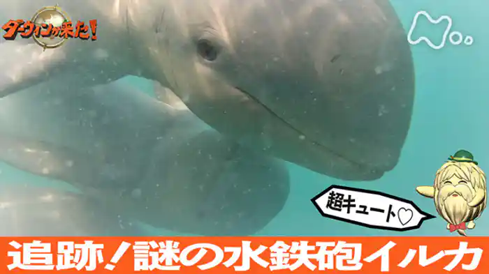 「超キュート　追跡！謎の水鉄砲イルカ」