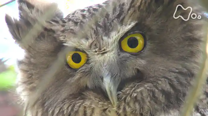 「シマフクロウレスキュー！野生復帰への道」