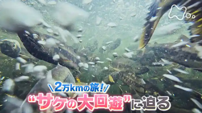 ２万ｋｍの旅！“サケの大回遊”に迫る