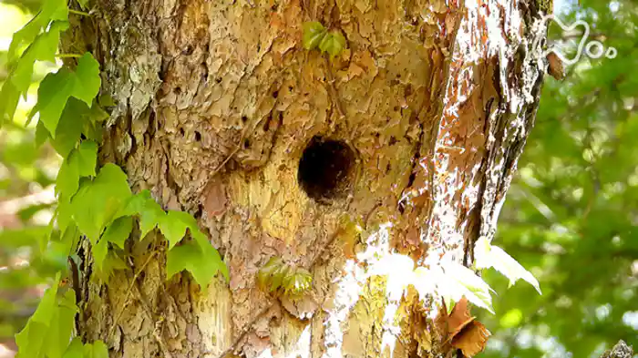 「富士山麓　“穴”を巡る生きものたちの攻防！」