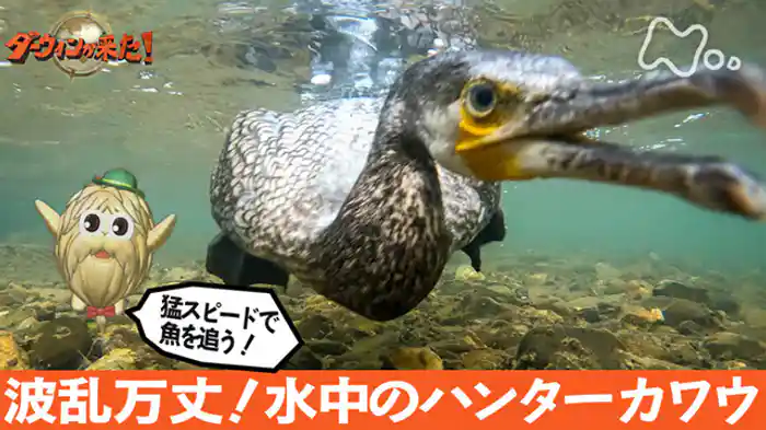 「波乱万丈！水中の名ハンター　カワウ」