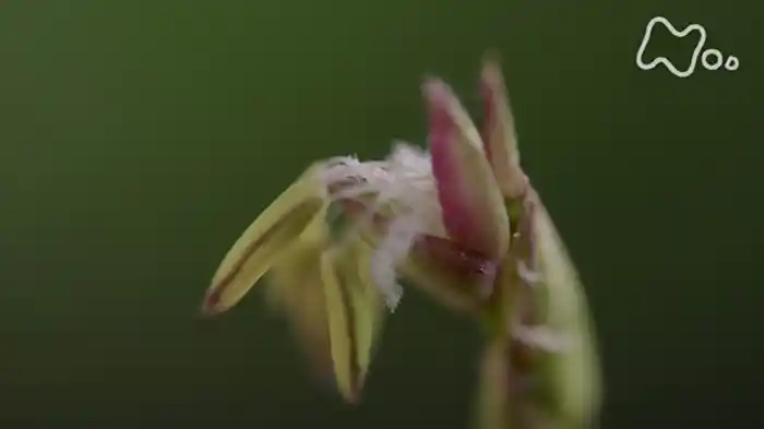 「これが花！？植物の不思議をめぐる旅」