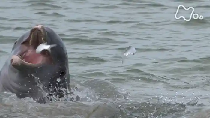 「魚が飛び出す！？イルカが作る魔法のリング」