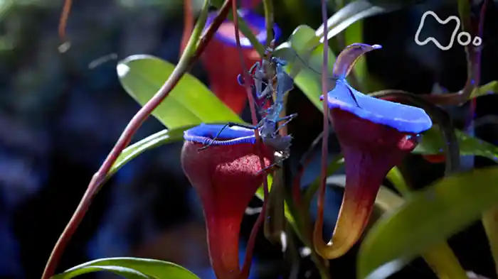 いきもの蛍光図鑑　極彩色の世界へようこそ