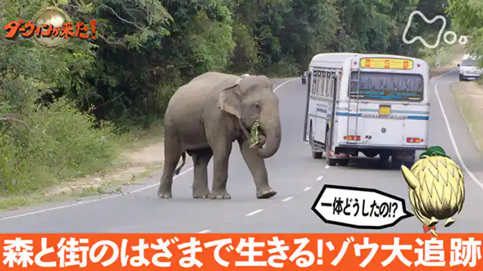 「森と街のはざまで生きる！ゾウ大追跡」