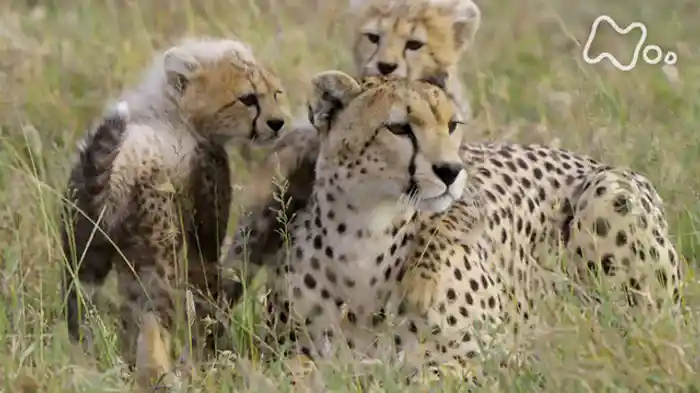 「目指せ！最速ハンター　チーター子育てのヒミツ」