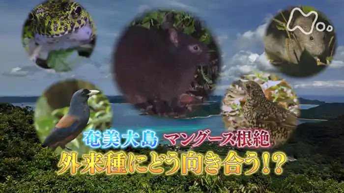 奄美大島“マングース根絶”　外来種にどう向き合う！？