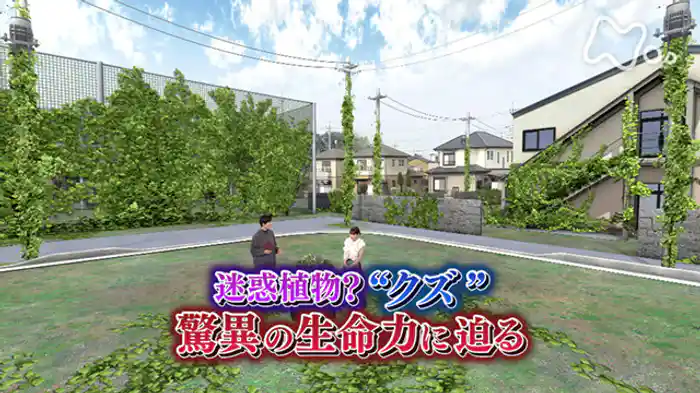 迷惑植物？“クズ”驚異の生命力に迫る