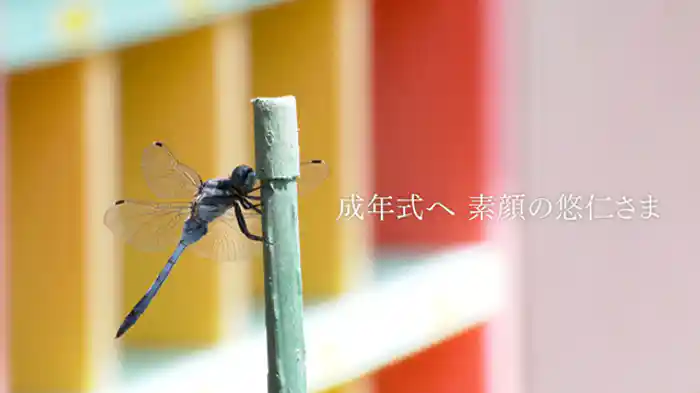 成年式へ 素顔の悠仁さま