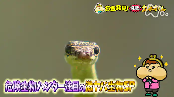 危険生物ハンター注目の激ヤバ生物SP