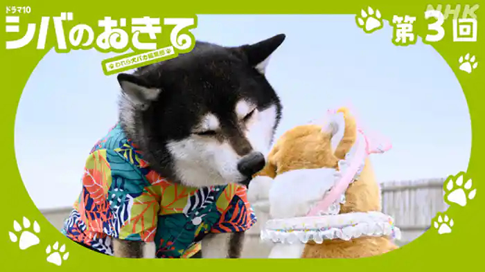 シバの気持ちは、シバに聞け