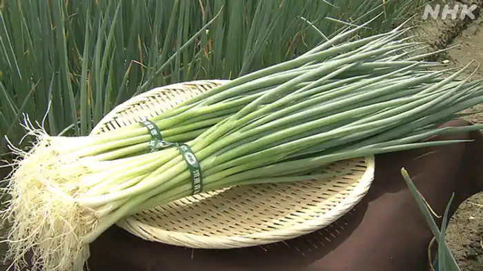 砂地が育む唯一無二の香りと甘み！渭東（いとう）ねぎ～徳島市～