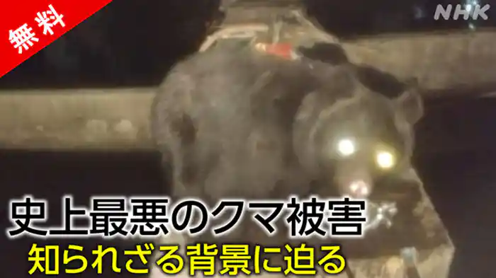 追跡調査　“クマ異常事態”の真相
