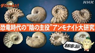 ダーウィンが来た！ #30 「恐竜時代の“陰の主役” アンモナイト大研究 