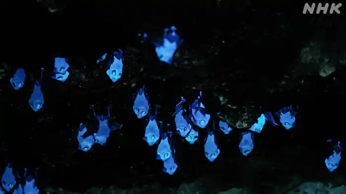 大発見！八重山諸島に“光るコウモリ”がいた！