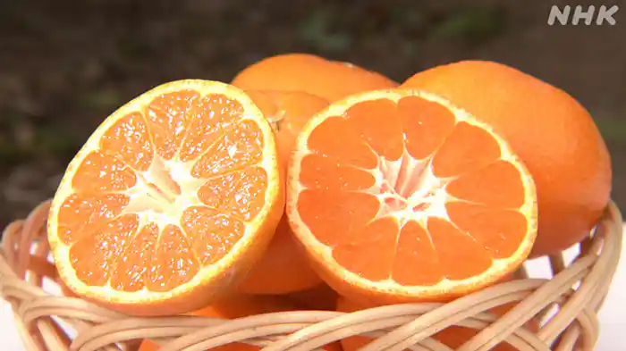 貯蔵でおいしい！三ヶ日みかん　～静岡・浜松市～