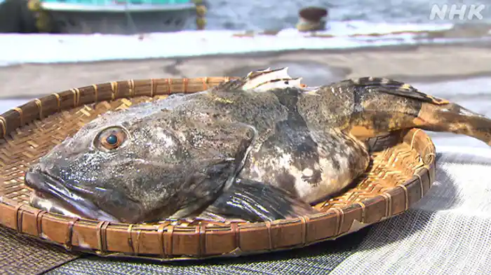 北の大地の味覚！カジカ　～北海道・森町～