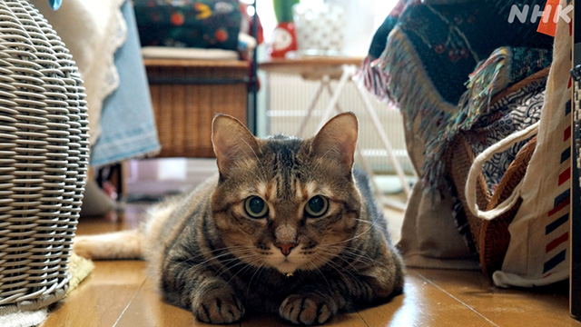 ネコメンタリー 猫も、杓子（しゃくし）も。 #48 村山早紀と千花(報道