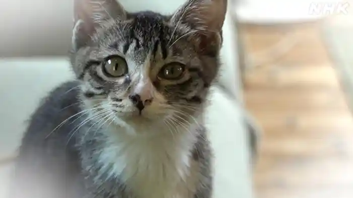 愛する猫たち　小さな命を見つめ