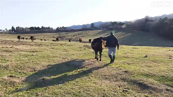 １８５頭と１人　生きる意味を探して　牛飼い　吉沢正巳