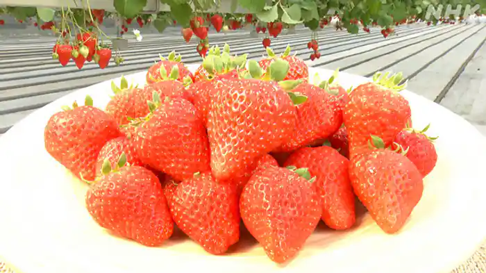 ハイテク農園の極上いちご　茨城・稲敷市