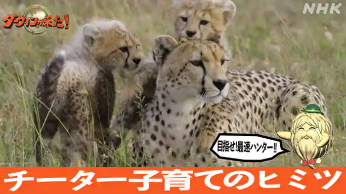 「目指せ！最速ハンター　チーター子育てのヒミツ」