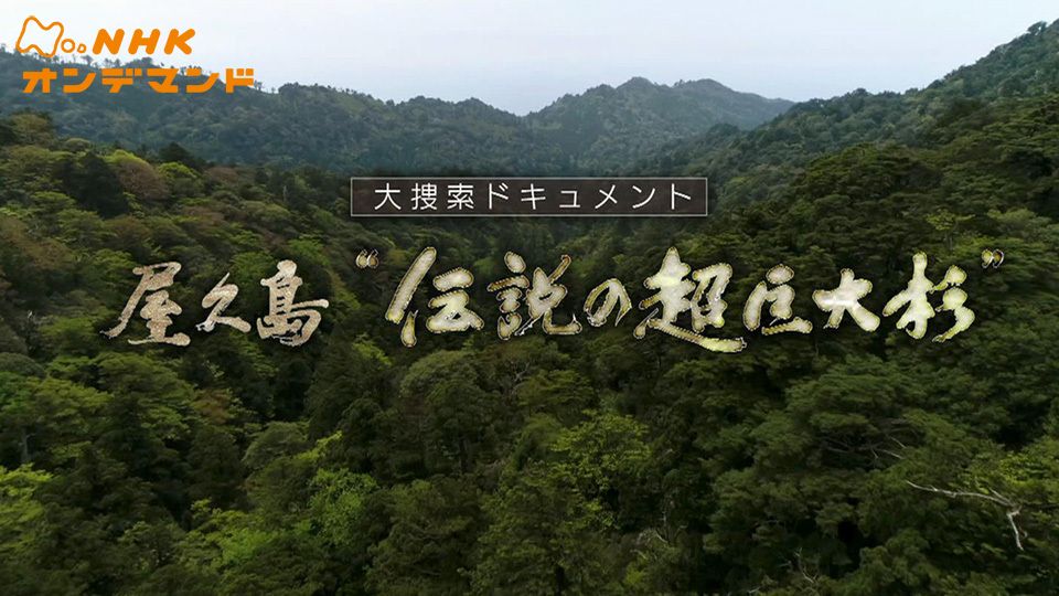 屋久島“伝説の超巨大杉”