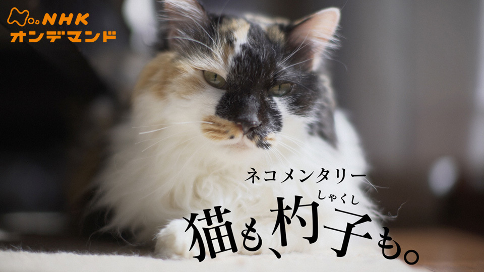 ネコメンタリー 猫も、杓子（しゃくし）も。(報道・スペシャル / 2018 