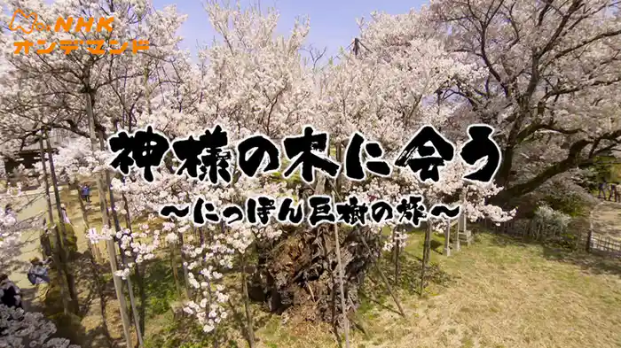 神様の木に会う～にっぽん巨樹の旅～