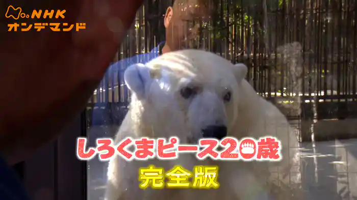 しろくまピース２０歳　家族と歩…