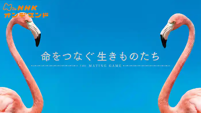 ＮＨＫスペシャル　命をつなぐ生きものたち