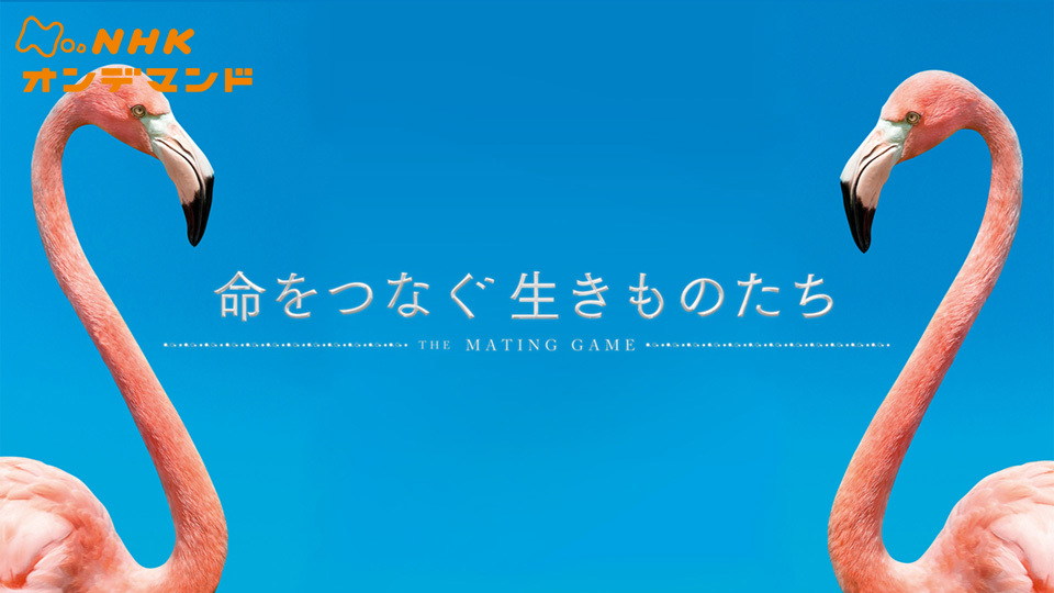 ｎｈｋスペシャル 命をつなぐ生きものたち ドキュメンタリー 22 の動画視聴 U Next 31日間無料トライアル