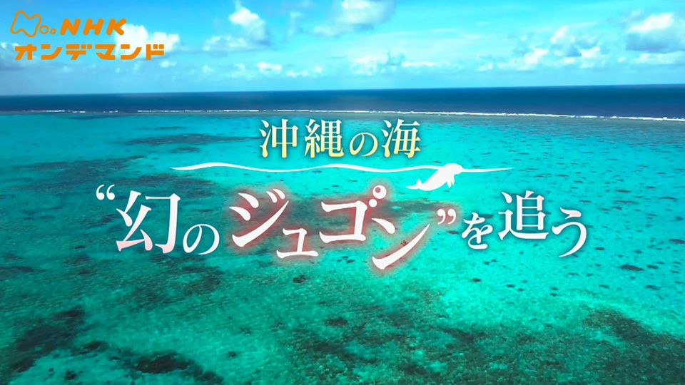 BS4K特集「沖縄の海 “幻のジュゴン”を追う」