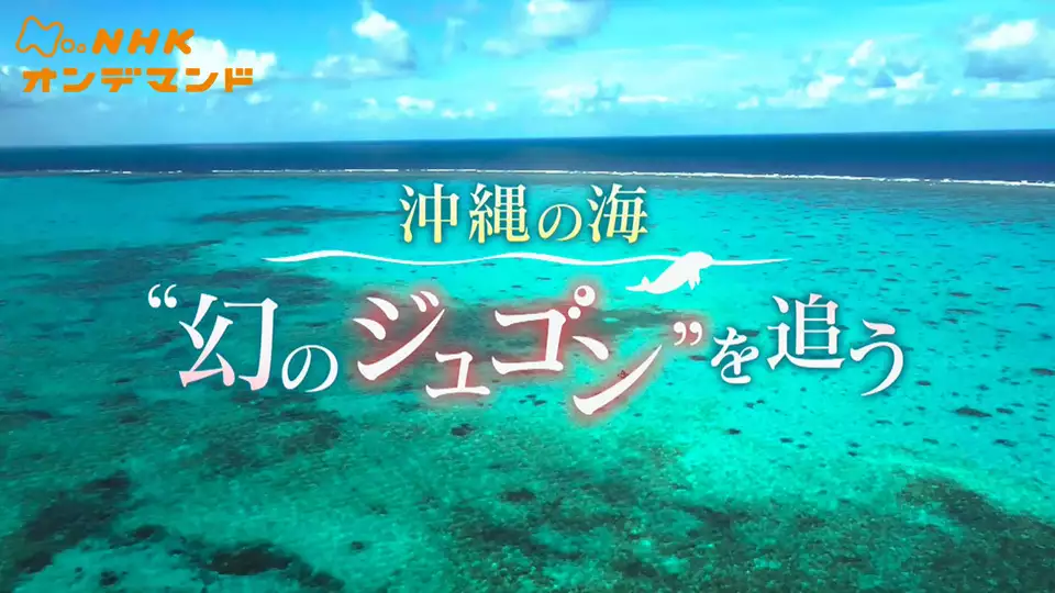 ＢＳ４Ｋ特集「沖縄の海　“幻のジュゴン”を追う」