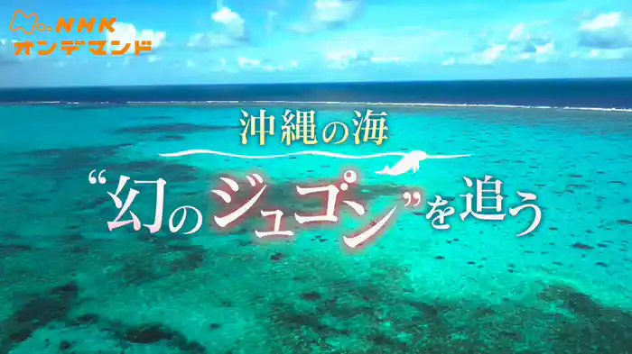 BS4K特集「沖縄の海 “幻のジュゴン”を追う」