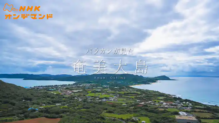 バラカンが見た奄美大島