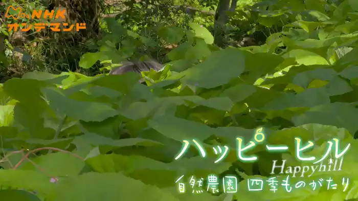 ハッピーヒル　自然農園　四季ものがたり