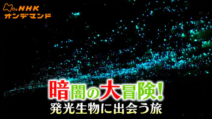 暗闇の大冒険！　発光生物に出会う旅