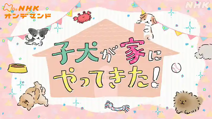 子犬が家にやってきた！