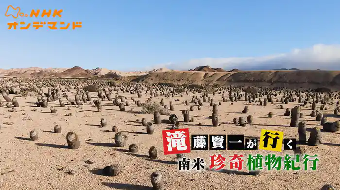 滝藤賢一が行く　南米　珍奇植物紀行