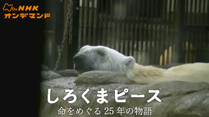 しろくまピース　命をめぐる２５年の物語