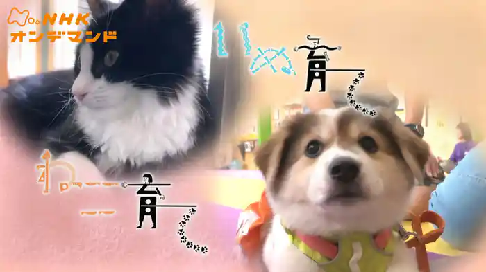 ねこ育て　いぬ育て