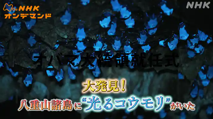 大発見！八重山諸島に“光るコウモリ”がいた！