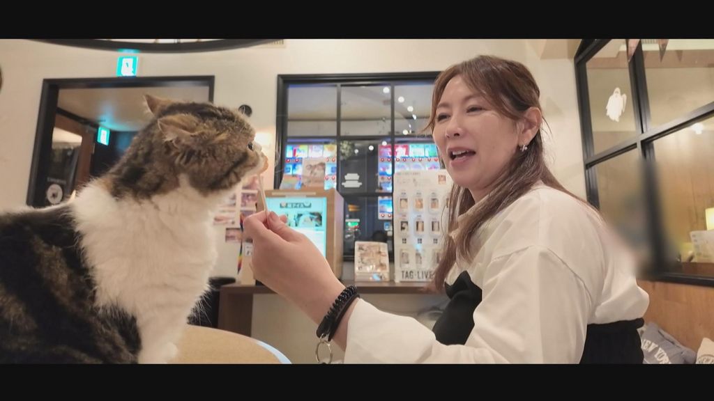 猫カフェデートの後はホテルで思いっきり交尾