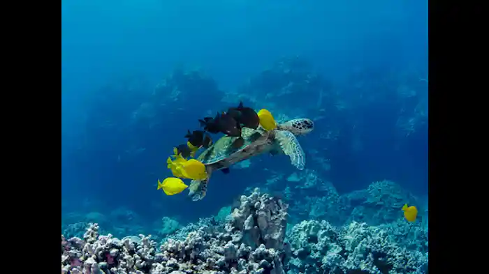 限りなき紺碧の海