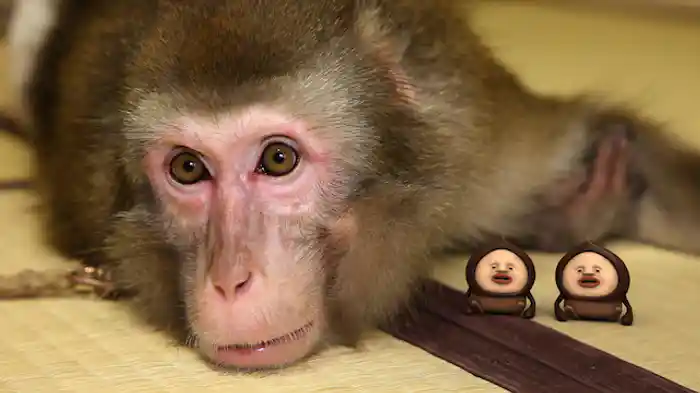 アマクリソツ編