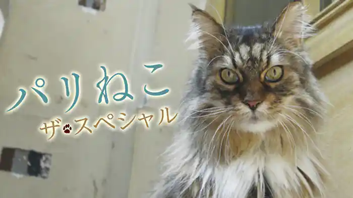 パリねこ ザ・スペシャル