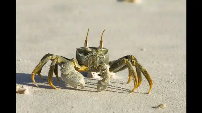砂の平原と海藻の森