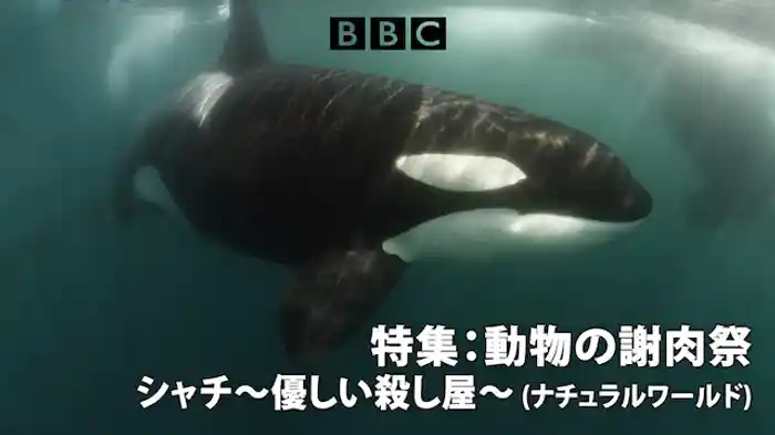 シャチ～優しい殺し屋